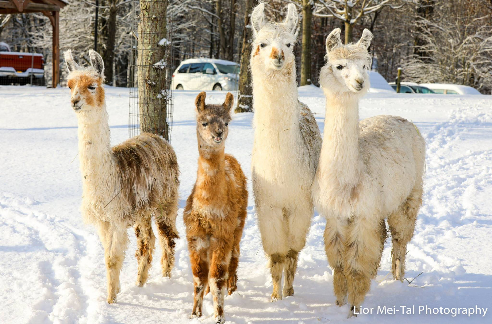 Llamas in the snow
