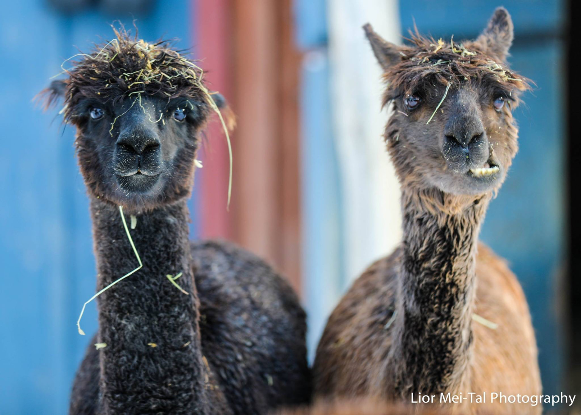 Rescued alpacas