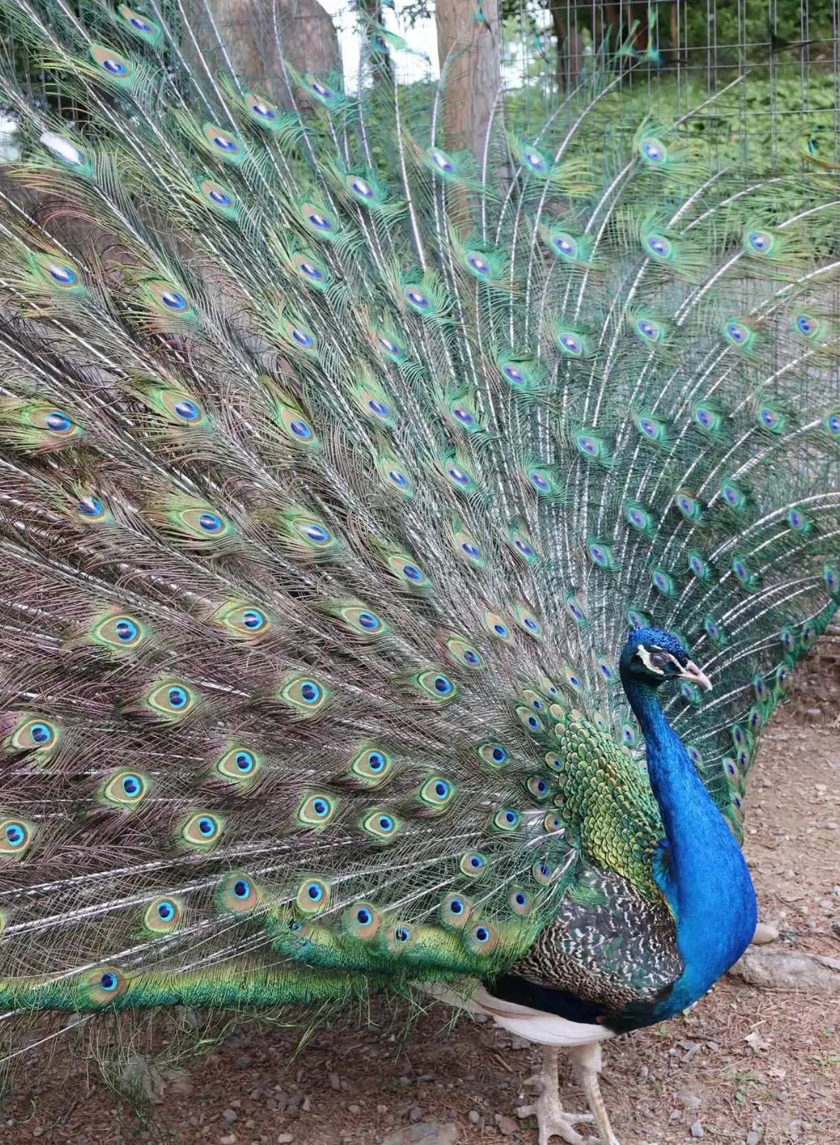 A peacock on the grounds